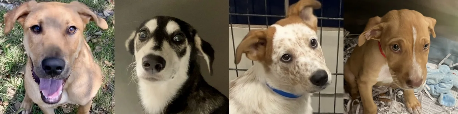 Four adoptable dogs from Citizens for Animal Protection in Houston
