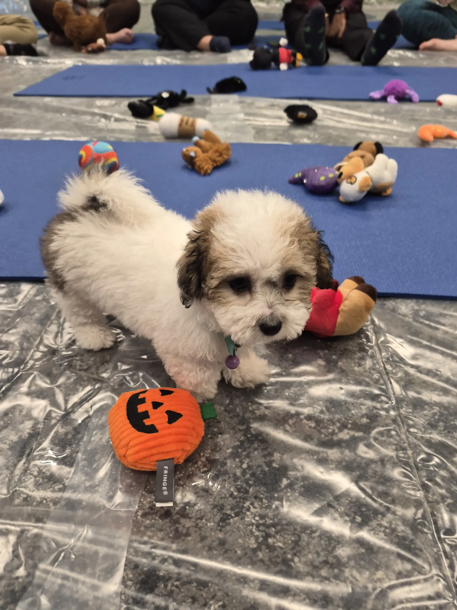 A Maltipoo puppy with toys on a yoga mat in a Houston office training room