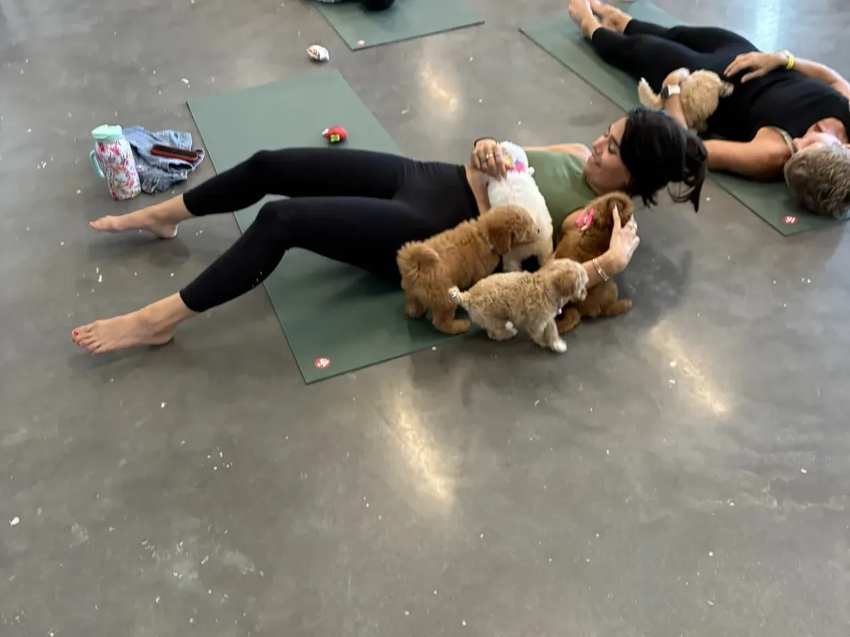 A woman lying on a yoga mat covered in puppies at a Houston puppy yoga class, the ultimate experience gift