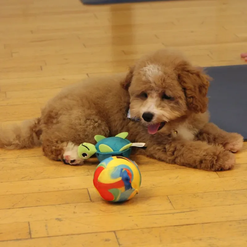 A puppy playing with a toy ball at a Houston puppy event